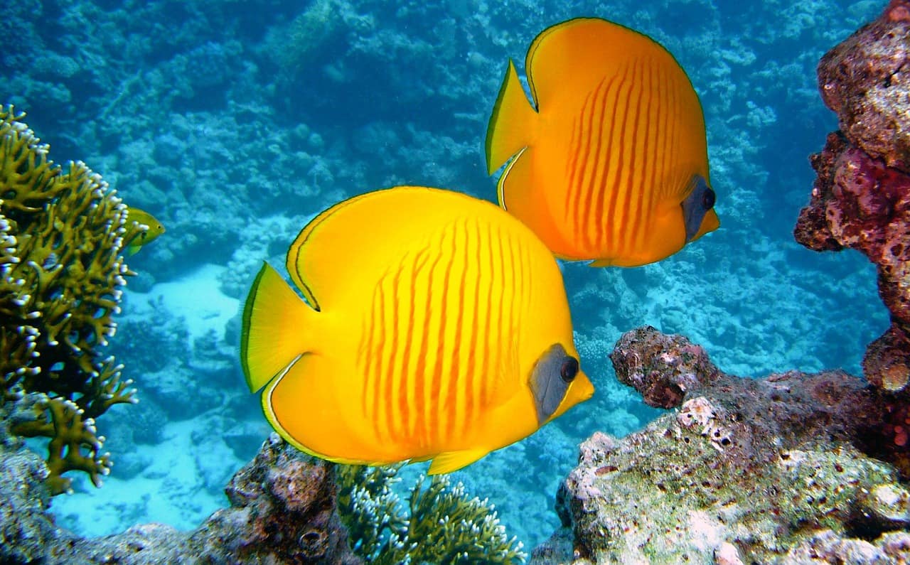 A lemon butterflyfish over a Goa reef